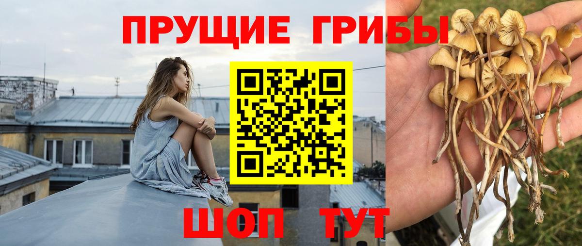 Псилоцибиновые грибы Cubensis  Вход с VPN  Рязань 